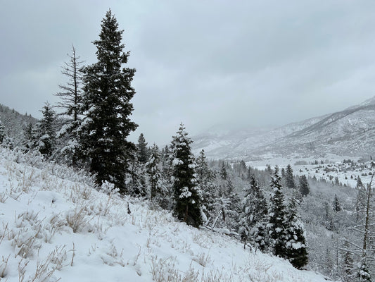 The Forgotten Amendments: XVI-XIX