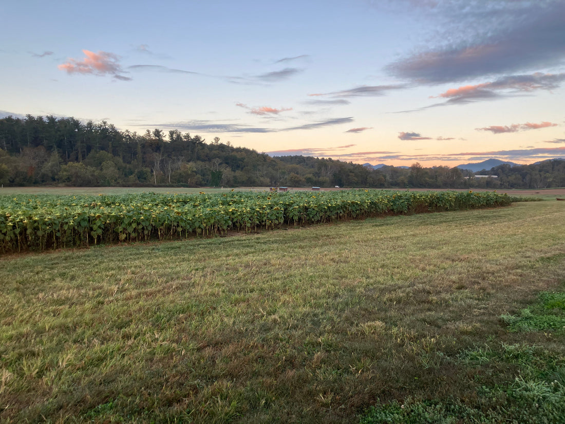 The Forgotten Amendments: Part 2